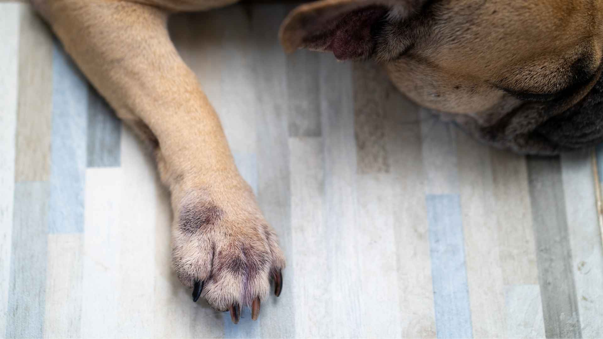 Síntomas de tiña en perros